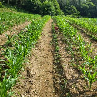 양석원님의 옥수수 · 자유게시판 작성글 사진