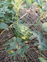 팜모닝 자유주제·자유게시판 게시글 이미지