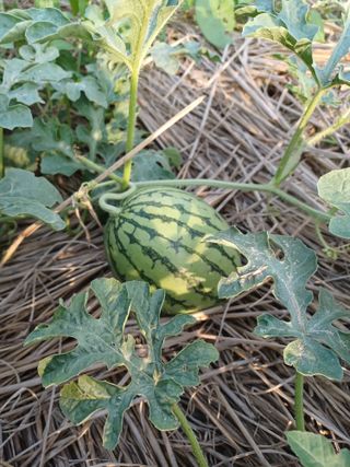 유영옥님의 자유주제 · 자유게시판 작성글 사진