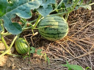 유영옥님의 자유주제 · 자유게시판 작성글 사진