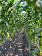 팜모닝 옥수수·자유게시판 게시글 이미지