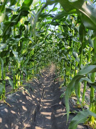 우영옥님의 옥수수 · 자유게시판 작성글 사진