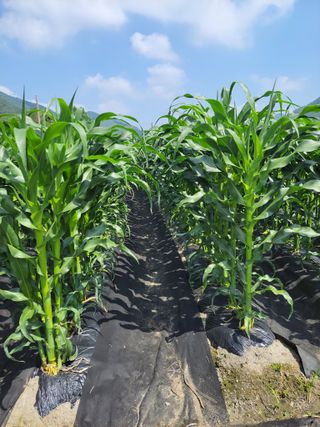 우영옥님의 옥수수 · 자유게시판 작성글 사진