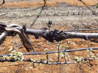 정경님의 기타작물 · 병해충상담 작성글 사진