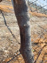 팜모닝 기타작물·병해충상담 게시글 이미지