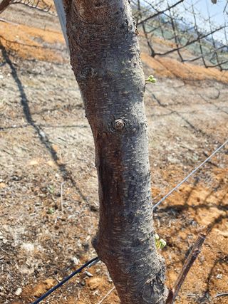 정경님의 기타작물 · 병해충상담 작성글 사진