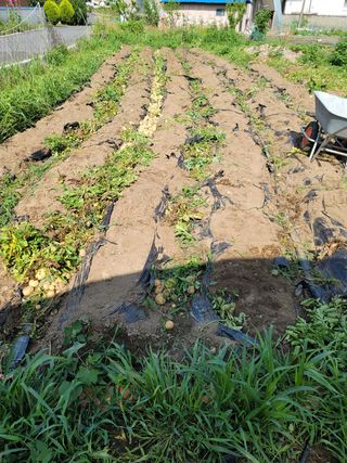 최 태운님의 감자 · 영농일지 작성글 사진