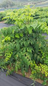 팜모닝 두릅·병해충상담 게시글 이미지