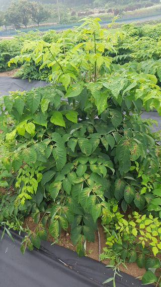 박지우님의 두릅 · 병해충상담 작성글 사진