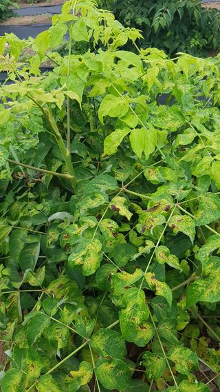 박지우님의 두릅 · 병해충상담 작성글 사진