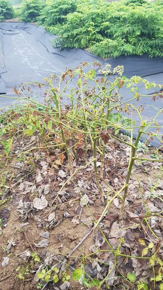 박지우님의 두릅 · 병해충상담 작성글 사진