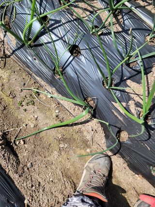 이승남님의 양파 · 병해충상담 작성글 사진