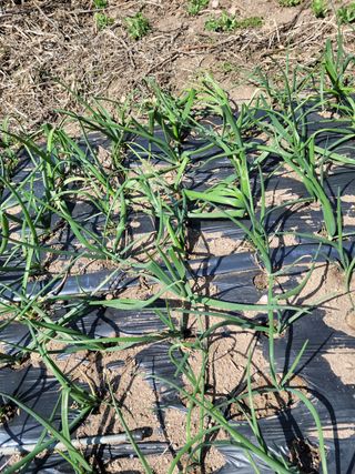 이승남님의 양파 · 병해충상담 작성글 사진