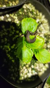 팜모닝 기타작물·병해충상담 게시글 이미지