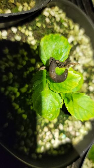 보성골망태정원 님의 기타작물 · 병해충상담 작성글 사진