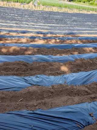 옥수수19229님의 콩 · 병해충상담 작성글 사진