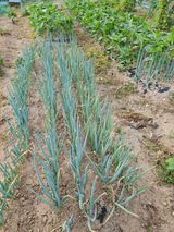 팜모닝 파·영농일지 게시글 이미지