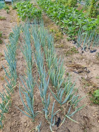 필사과농원님의 파 · 영농일지 작성글 사진