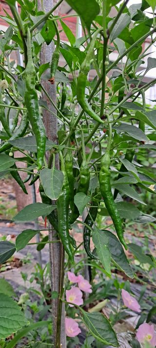 나로님의 기타작물 · 병해충상담 작성글 사진