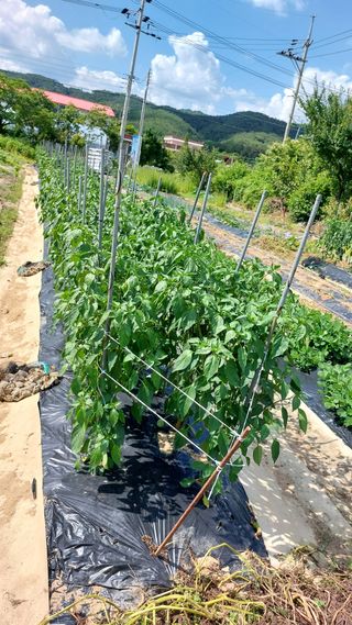 국화옆에서님의 고추 · 비료•농약 작성글 사진