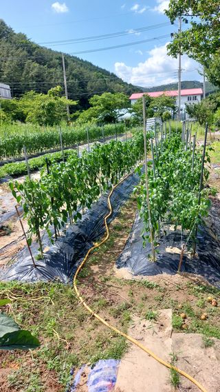 국화옆에서님의 고추 · 비료•농약 작성글 사진