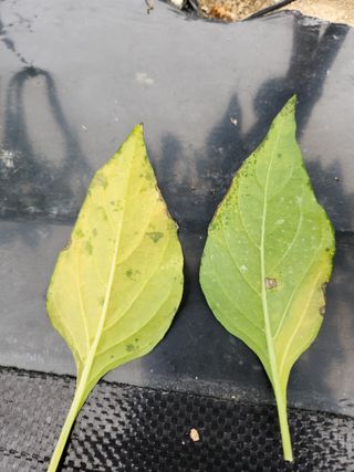 ...님의 고추 · 병해충상담 작성글 사진