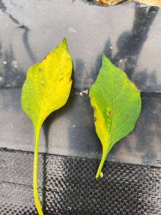 ...님의 고추 · 병해충상담 작성글 사진