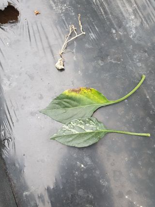 ...님의 고추 · 병해충상담 작성글 사진