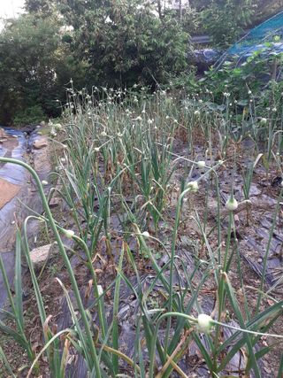 포천인삼농사꾼님의 마늘 · 품종•종자 작성글 사진