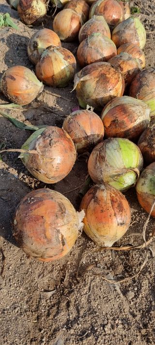 신철승님의 양파 · 자유게시판 작성글 사진