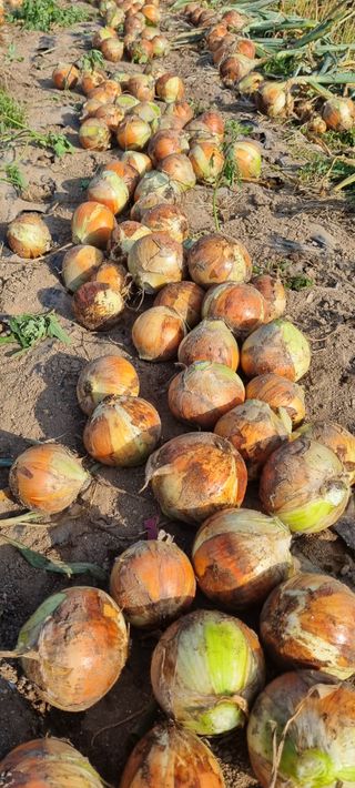 신철승님의 양파 · 자유게시판 작성글 사진