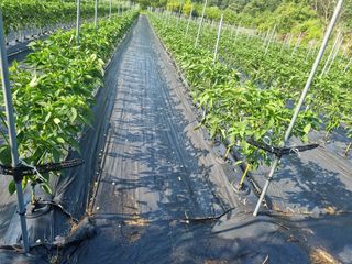 노루목님의 고추 · 일상 작성글 사진