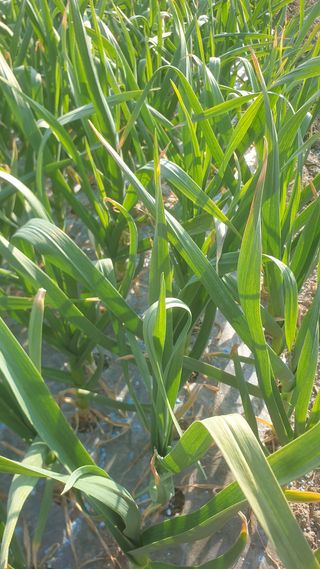 정진호님의 마늘 · 병해충상담 작성글 사진