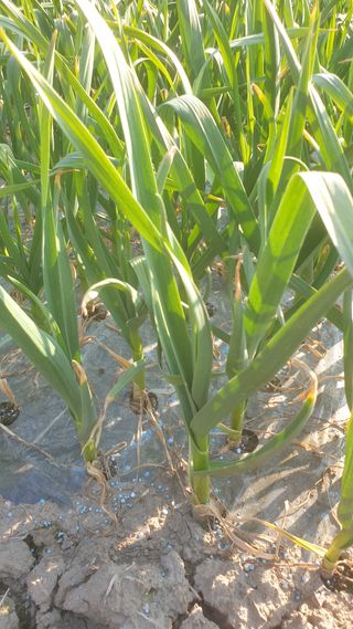 정진호님의 마늘 · 병해충상담 작성글 사진