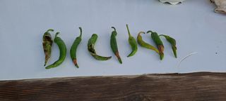 보헤미안님의 고추 · 병해충상담 작성글 사진