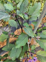 팜모닝 자유주제·자유게시판 게시글 이미지