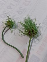 팜모닝 마늘·품종•종자 게시글 이미지