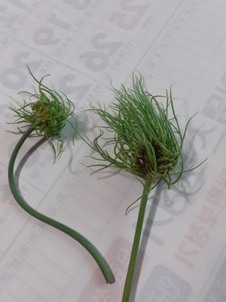 포천인삼농사꾼님의 마늘 · 품종•종자 작성글 사진