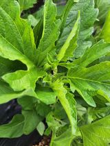 팜모닝 참깨·자유게시판 게시글 이미지