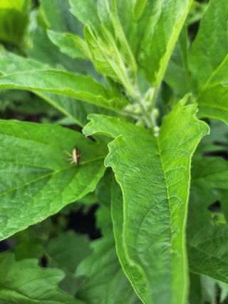 형익님의 참깨 · 자유게시판 작성글 사진