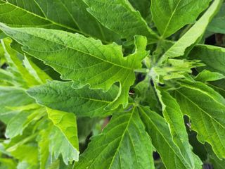 형익님의 참깨 · 자유게시판 작성글 사진