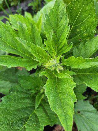 형익님의 참깨 · 자유게시판 작성글 사진