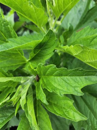 형익님의 참깨 · 자유게시판 작성글 사진