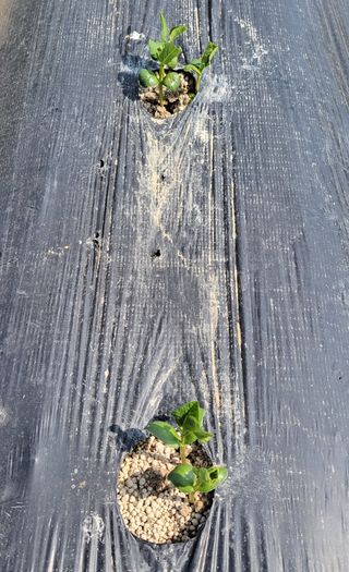 김중언님의 콩 · 자유게시판 작성글 사진