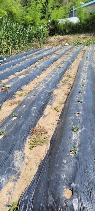 김중언님의 콩 · 자유게시판 작성글 사진