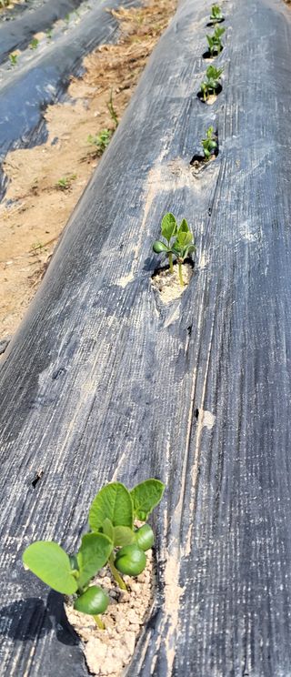 김중언님의 콩 · 자유게시판 작성글 사진