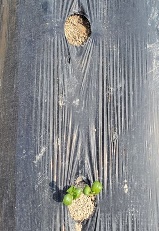 김중언님의 콩 · 자유게시판 작성글 사진