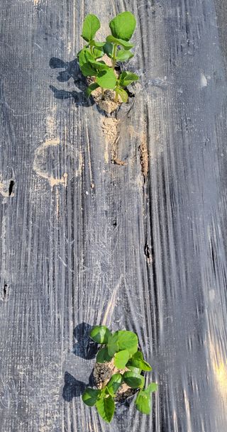 김중언님의 콩 · 자유게시판 작성글 사진