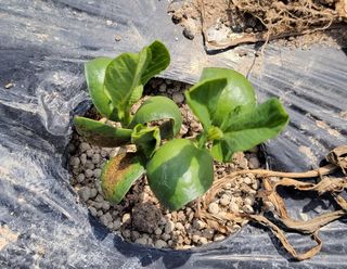 김중언님의 콩 · 자유게시판 작성글 사진