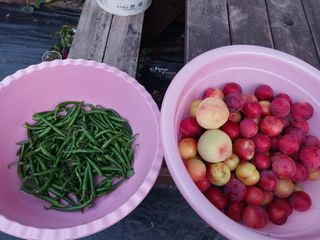 금동이네님의 자두 · 자유게시판 작성글 사진